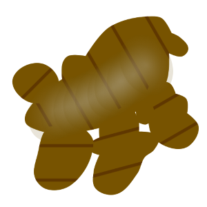 【FREE Vector】Turmeric Rhizome Illustration (Curcuma / Ukon / Root Vegetable) (Outline / No Outline) (Commercial Use OK / PNG Transparent)