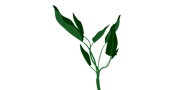 【フリー素材】クウシンサイ（空芯菜/中華野菜/炒め物/夏野菜）のイラスト（線なし・黒縁）(商用利用可・透過PNG)