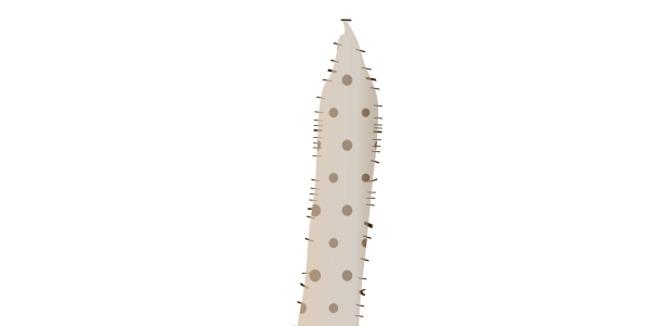 【フリー素材】長イモ（ヤマイモ/山芋/根菜/ヒゲ根付き）のイラスト（線なし・黒縁）(商用利用可・透過PNG)