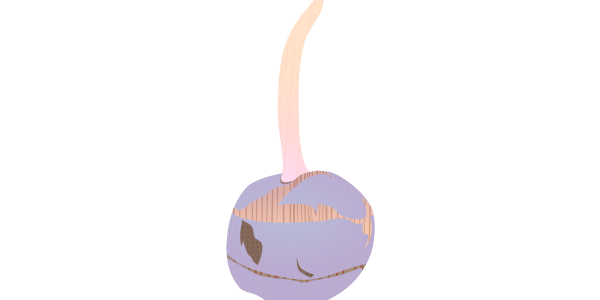 【フリー素材】クワイ（慈姑）のイラスト（おせち料理/縁起物/お正月/根菜）(商用利用可・透過PNG)