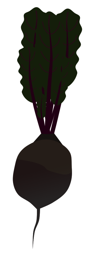 鮮やかな赤紫色と緑の葉が特徴のスーパーフード「ビーツ(テーブルビート)」の根菜の全体イラスト素材(レシピ、栄養解説、食育資料用フリー素材)