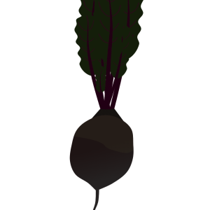 【FREE Vector】Beet (Table Beet) Illustration (Root Vegetable / Superfood / Food Education) (Commercial Use OK / PNG Transparent)