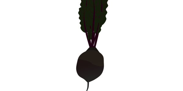 【フリー素材】ビーツ（テーブルビート）のイラスト（根菜/スーパーフード/食べる輸血/食育）(商用利用可・透過PNG)