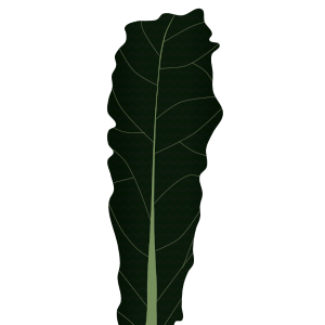 【FREE Vector】Cavolo Nero (Black Cabbage) Leaf Illustration (Kale / Superfood / Italian Vegetable / Food Education) (Commercial Use OK / PNG Transparent)