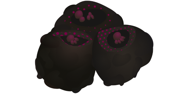 【フリー素材】コンニャクイモ（蒟蒻芋/コンニャク原料/ゴツゴツ）のイラスト（線なし・黒縁）(商用利用可・透過PNG)