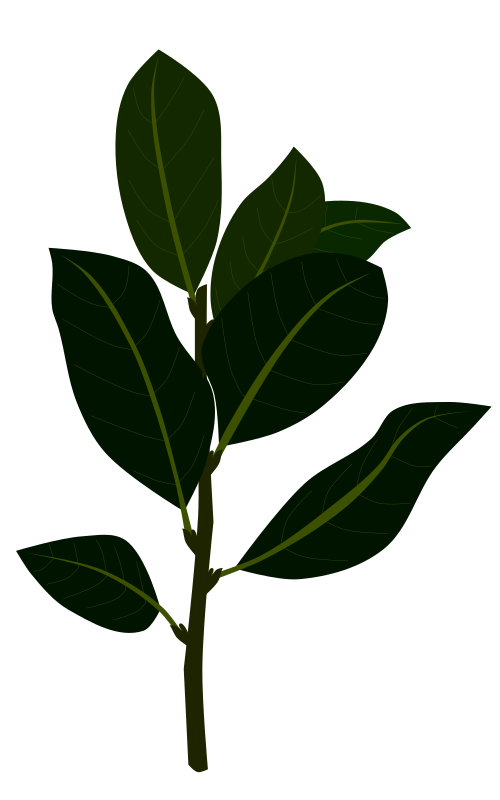 煮込み料理の香辛料(ローリエ/ベイリーフ)として使われる、濃い緑色の葉をつけたローレル(月桂樹)の枝のイラスト素材(ハーブ図鑑、料理レシピ用フリー素材)