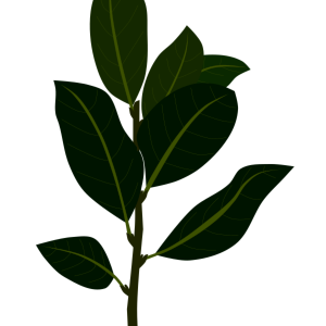【FREE Vector】Laurel (Bay Leaf / Laurus nobilis) Illustration (Spice / Herb / Cooking / Botanical Diagram) (Commercial Use OK / PNG Transparent)