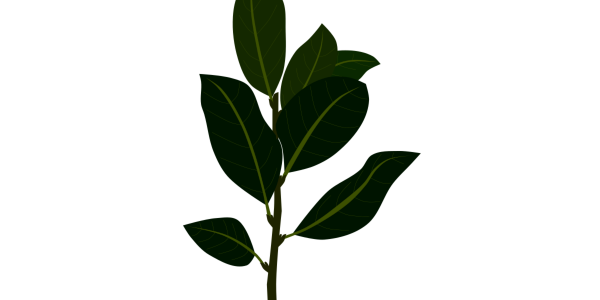 【フリー素材】ローレル（月桂樹/ローリエ）の葉と枝のイラスト（香辛料/ハーブ/料理/植物図鑑）(商用利用可・透過PNG)