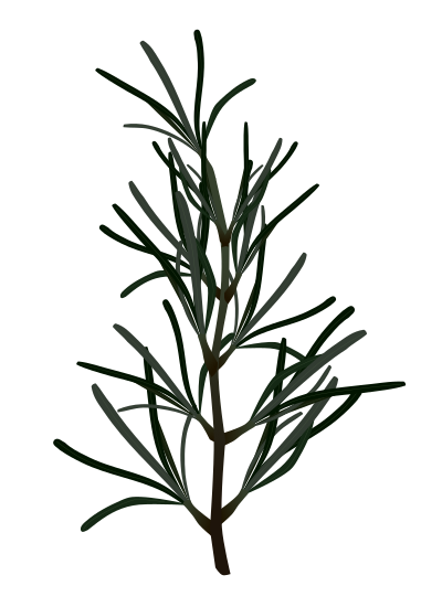料理の香り付けやアロマに使われる、濃い緑色のローズマリーの枝のイラスト素材(ハーブの紹介やレシピ用フリー素材)