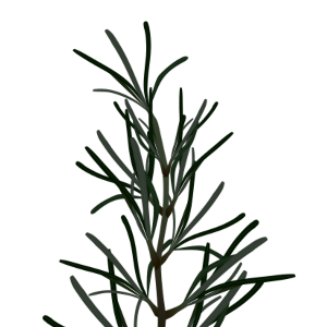 【FREE Vector】Rosemary Herb Illustration (Spice / Cooking Flavoring / Aromatherapy) (Commercial Use OK / PNG Transparent)