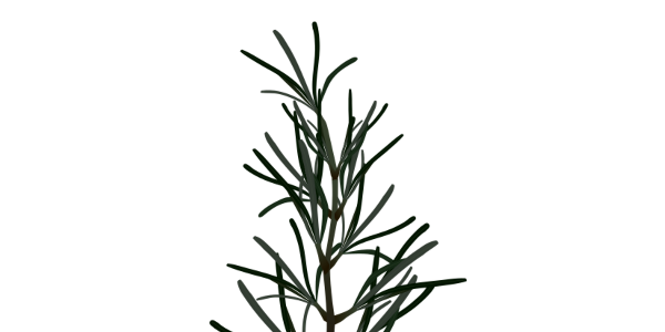 【フリー素材】ローズマリーのイラスト（ハーブ/香辛料/料理の香り付け/アロマ）(商用利用可・透過PNG)