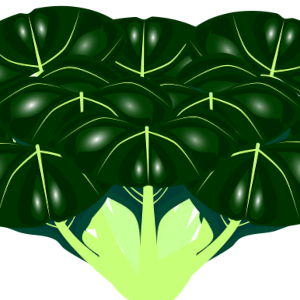 【FREE Vector】Tatsoi (Chinese Flat Cabbage / Spoon Mustard) Illustration (Chinese Vegetable / Winter Greens / Cooking) (Commercial Use OK / PNG Transparent)