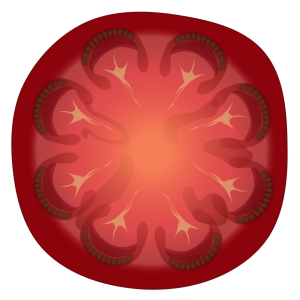 【フリー素材】赤い大玉トマトの断面図のイラスト（内部構造/食育/野菜の解説/透過PNG）(商用利用可)