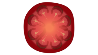 【フリー素材】赤い大玉トマトの断面図のイラスト（内部構造/食育/野菜の解説/透過PNG）(商用利用可)