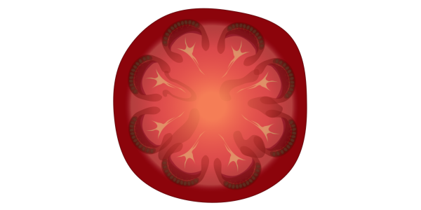 【フリー素材】赤い大玉トマトの断面図のイラスト（内部構造/食育/野菜の解説/透過PNG）(商用利用可)