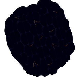 【FREE Vector】Blackberry Fruit Illustration (Superfood / Polyphenol / Black Berry / Food Education) (Commercial Use OK / PNG Transparent)