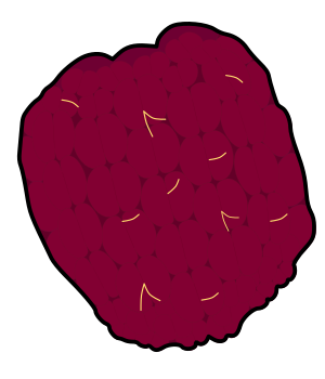 Raspberry fruit illustration (Black outline, PNG Transparent for berry explanation and food education diagrams)