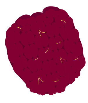 Raspberry aggregate fruit illustration made of clustered red drupelets (No outline, Free material for cooking recipes and dessert ingredients)