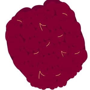 【FREE Vector】Raspberry Fruit Illustration (Red Aggregate Fruit / Dessert Topping / Food Education) (Commercial Use OK / PNG Transparent)