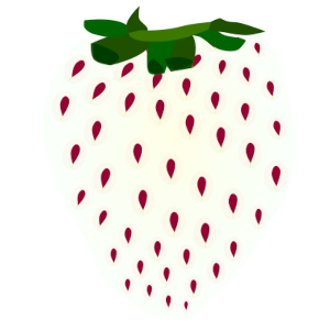 【FREE Vector】White Strawberry Fruit Illustration (Premium Variety / Rare Fruit / Food Education) (Commercial Use OK / PNG Transparent)