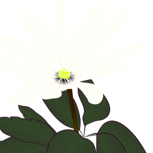 【FREE Vector】Anemone raddeana (Azuma-ichige) Illustration (Spring Ephemeral / Wildflower / Botanical Diagram) (Commercial Use OK / PNG Transparent)