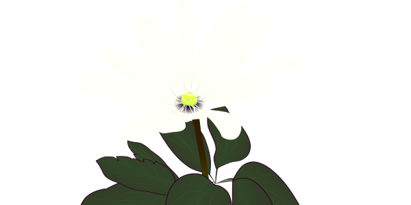 【フリー素材】アズマイチゲ（東一華）のイラスト（春の妖精/スプリングエフェメラル/山野草/植物図鑑）(商用利用可・透過PNG)