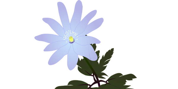 【フリー素材】キクザキイチゲのイラスト（春の妖精/山野草/青紫色の花）(商用利用可・透過PNG)