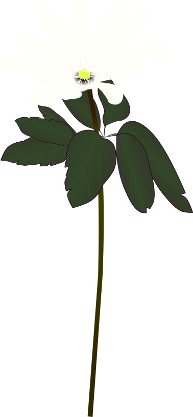 早春に白い花を咲かせるスプリング・エフェメラル「アズマイチゲ」の全体イラスト素材(山野草の図鑑や植物解説資料用フリー素材)