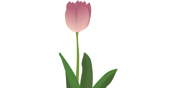 【FREE Vector】Pink Tulip Illustration (Spring Flower / Bulb / Single Stem) (Commercial Use OK / PNG Transparent)