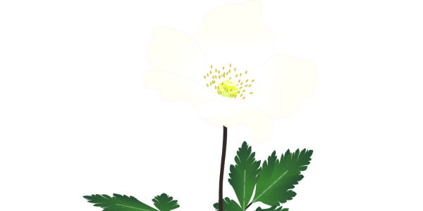 【フリー素材】イチリンソウのイラスト（春の妖精/山野草/白い花）(商用利用可・透過PNG)