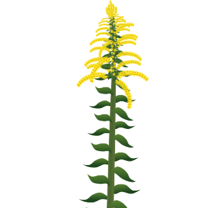 【FREE Vector】Tall Goldenrod (Solidago Altissima) Illustration (Invasive Species / Yellow Flower / Autumn Weed) (Commercial Use OK / PNG Transparent)
