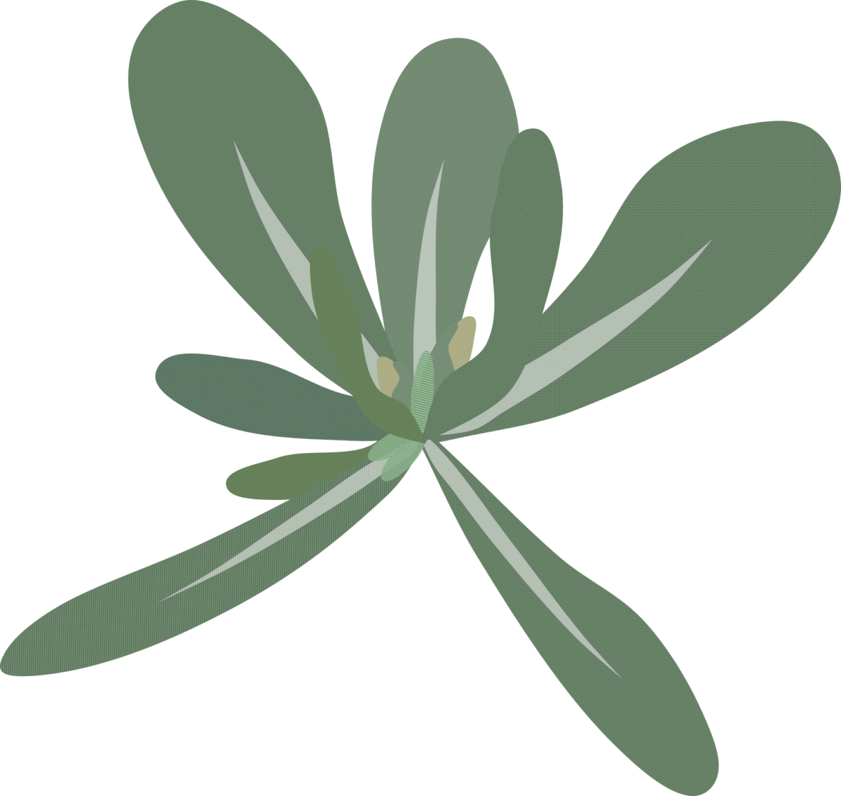 春の七草の一つで、葉が地面に広がるロゼット状のゴギョウ(ハハコグサ)のイラスト素材(七草粥や野草の解説資料用フリー素材)