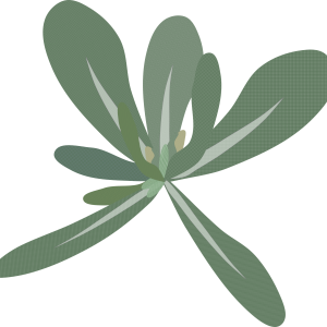 【FREE Vector】Gogyo / Ha-ha-ko-gusa (Japanese Cudweed) Illustration (Seven Herbs of Spring / Wild Grass / Food Education) (Commercial Use OK / PNG Transparent)