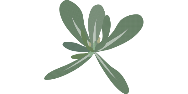 【フリー素材】ゴギョウ（ハハコグサ）のイラスト（春の七草/ロゼット/野草/食育）(商用利用可・透過PNG)