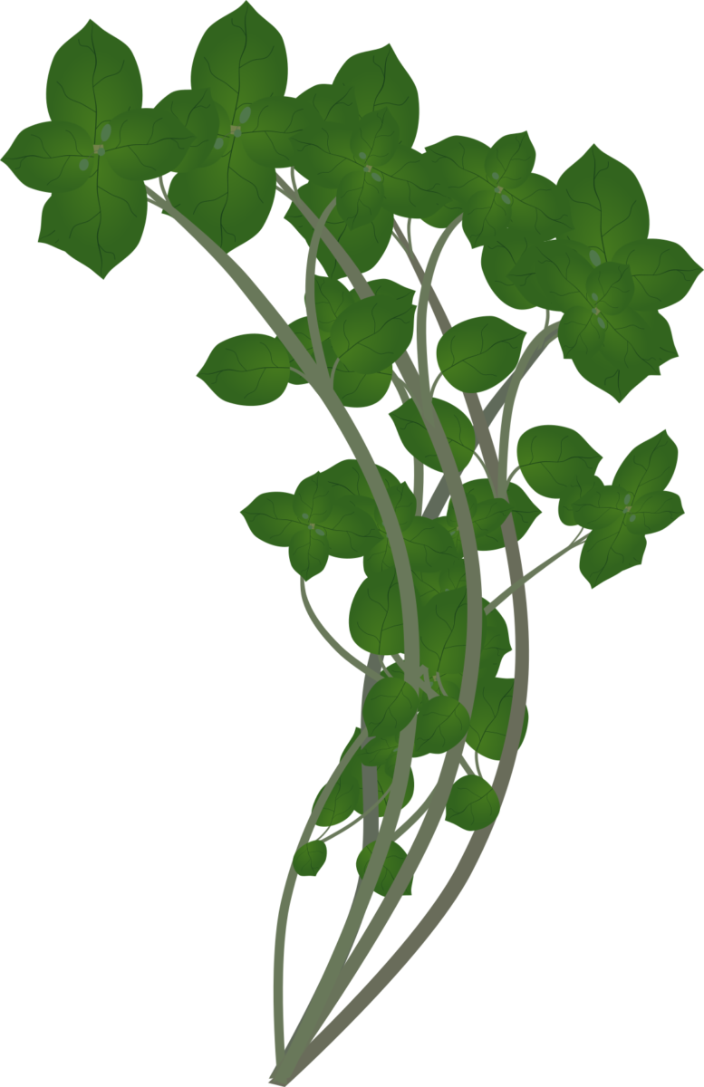 春の七草の一つで、葉が地面に広がるロゼット状のゴギョウ(ハハコグサ)のイラスト素材(七草粥や野草の解説資料用フリー素材)