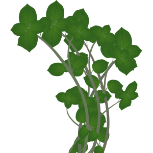 【FREE Vector】Gogyo / Ha-ha-ko-gusa (Japanese Cudweed) Illustration (Seven Herbs of Spring / Wild Grass / Food Education) (Commercial Use OK / PNG Transparent)