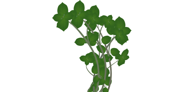 【フリー素材】ゴギョウ（ハハコグサ）のイラスト（春の七草/ロゼット/野草/食育）(商用利用可・透過PNG)