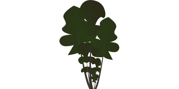 【フリー素材】コオニタビラコ（春の七草）のイラスト（ロゼット/ホトケノザ/野草/食育）(商用利用可・透過PNG)