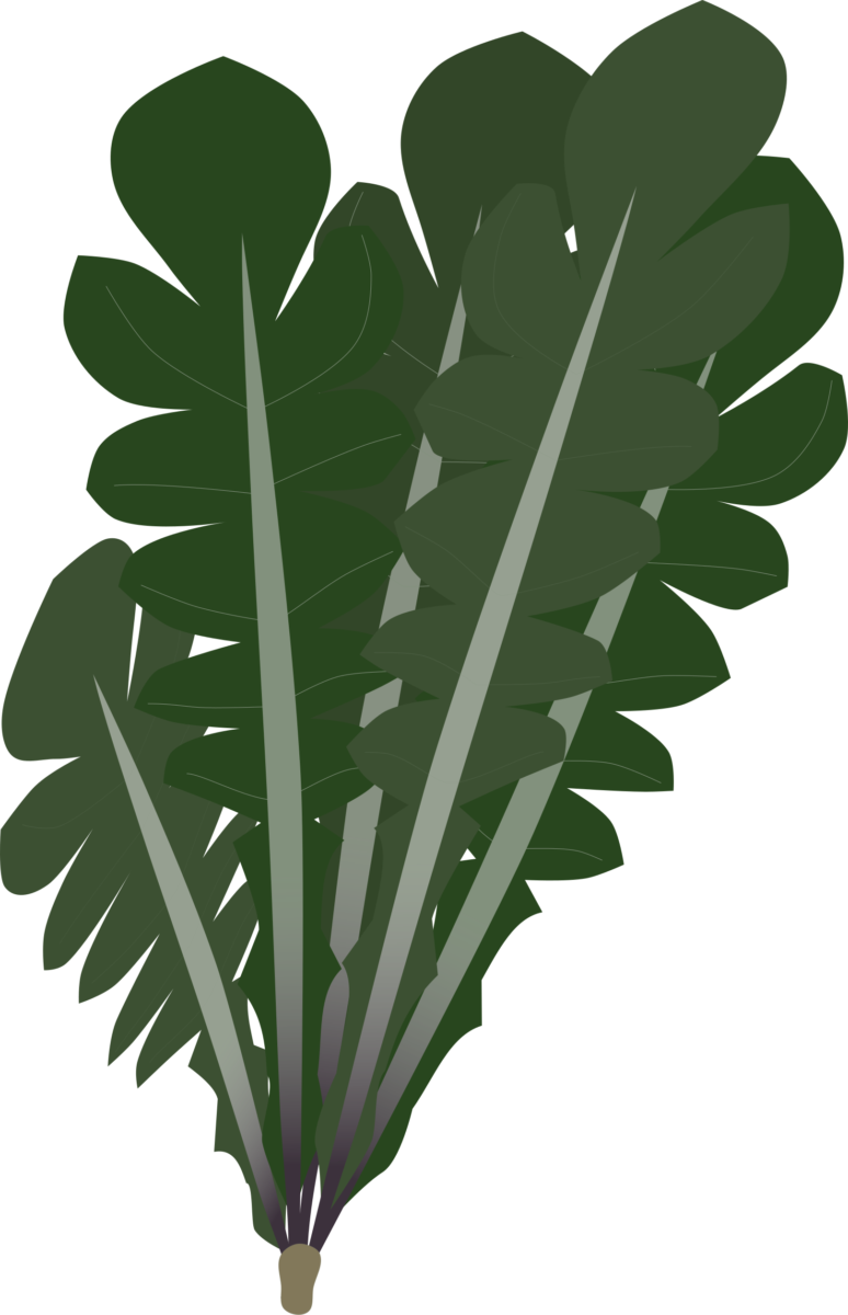 Shepherd's Purse (Nazuna) whole plant illustration with leaves forming a basal rosette (Free material for Japanese recipes, wild grass, and food education documents)