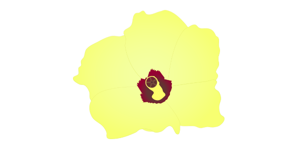 【FREE Vector】Okra Flower Illustration (Yellow Blossom / Summer Vegetable / One-Day Flower / Structure Diagram) (Commercial Use OK / PNG Transparent)