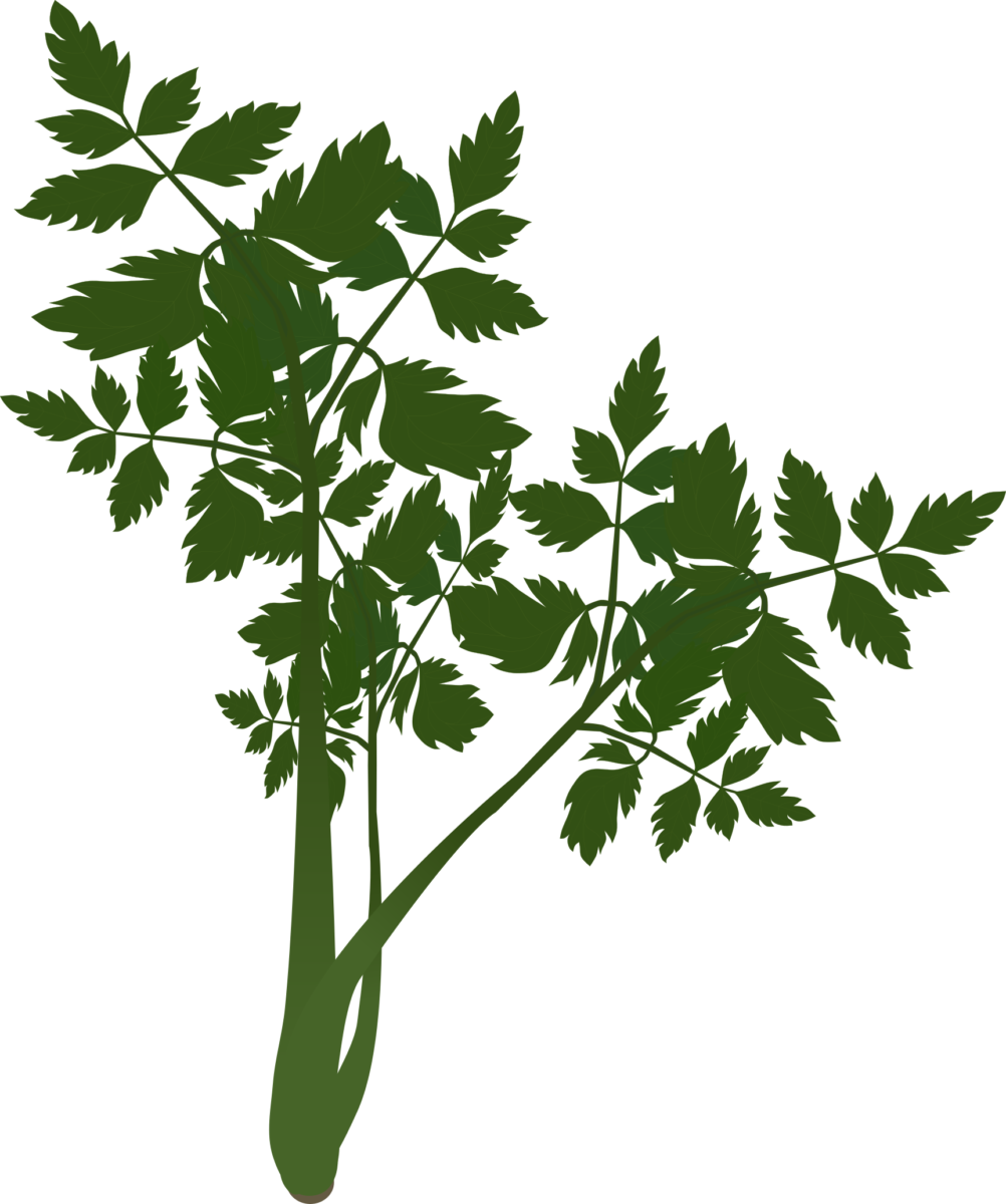 Japanese Parsley (Seri) whole plant illustration with dense leaves and stems (Free material for Japanese recipes and food education documents)