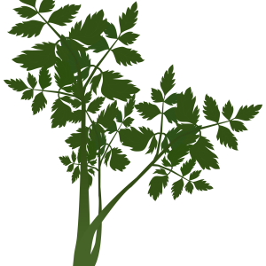 【FREE Vector】Japanese Parsley (Seri / Water Dropwort) Illustration (Seven Herbs of Spring / Japanese Cuisine / Food Education) (Commercial Use OK / PNG Transparent)