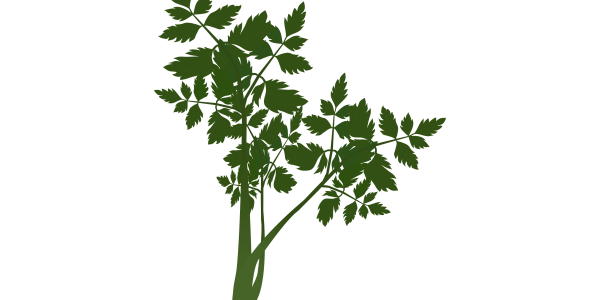 【フリー素材】セリのイラスト（春の七草/水辺の山菜/和食・鍋物/食育）(商用利用可・透過PNG)