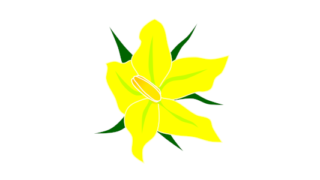 【フリー素材】トマトの花のイラスト（黄色い花/野菜/家庭菜園/構造図解）(商用利用可・透過PNG)