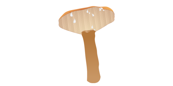 【フリー素材】チチタケ（乳茸）のイラスト（食用きのこ/乳液・断面図/線あり・なし）(商用利用可・透過PNG)