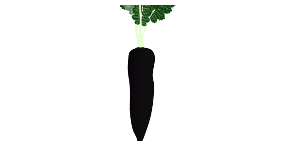 【FREE Vector】Black Radish (Black Long Daikon) Illustration (Black Vegetable / Rare Radish / Winter Root Vegetable) (Commercial Use OK / PNG Transparent)