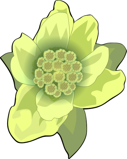 フキノトウ(蕗の薹)のイラスト(黒い縁取りあり・山菜の解説や食育資料用透過PNG)