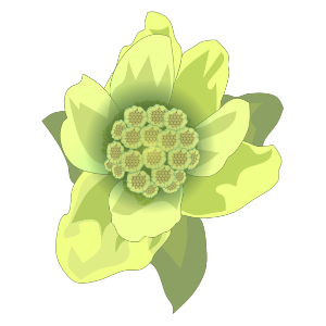 【FREE Vector】Fukinotou (Butterbur Sprout) Illustration (Wild Vegetable / Early Spring Delicacy / Mountain Vegetable) (Commercial Use OK / PNG Transparent)