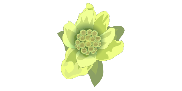 【フリー素材】フキノトウ（蕗の薹）のイラスト（山菜/春の味覚/早春/黒い縁取りあり）(商用利用可・透過PNG)