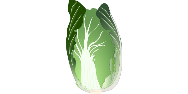 【フリー素材】白菜（ハクサイ）のイラスト（外葉付き/冬の野菜/鍋料理）(商用利用可・透過PNG)